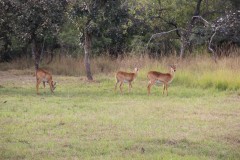 IMG_7980
