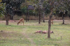 IMG_7981