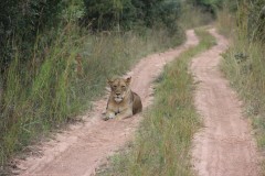 IMG_7986-Puku-Pan-Safari-Lodge