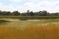 IMG_7999-Kafue-NP-Nanzhila-Plains