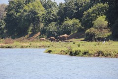 IMG_8015-Lower-Zambezi-NP-Chongwe-River