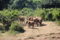 IMG_8022-IMG_8015-Lower-Zambezi-NP