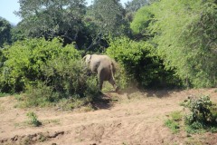 IMG_8026-Lower-Zambezi-NP