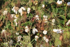 IMG_8077