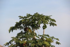 IMG_8080