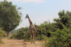 IMG_8133