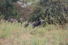 IMG_8138