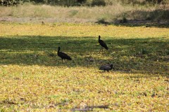 IMG_8159-Mfuwe-Area