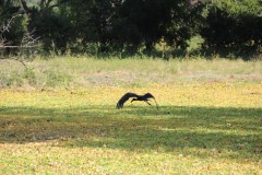 IMG_8160