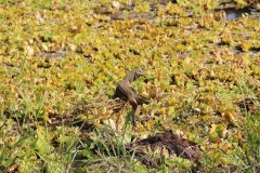 IMG_8161