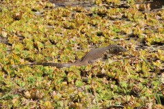 IMG_8163