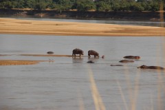 IMG_8192-Mfuwe-Area-Luangwa-River