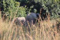 IMG_8198-Mfuwe-Area