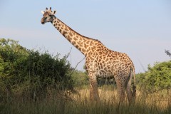 IMG_8207