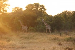IMG_8222