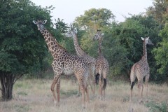 IMG_8224