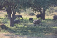 IMG_8234-South-Luangwa-NP