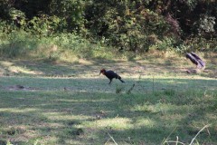 IMG_8241