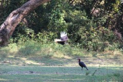 IMG_8242