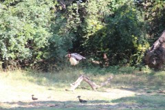 IMG_8243