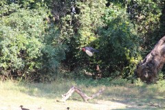 IMG_8245