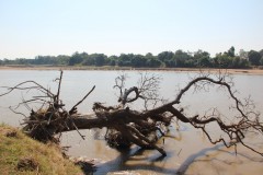 IMG_8249-South-Luangwa-NP-Luangwa-River