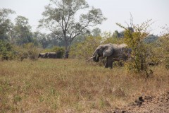 IMG_8251-South-Luangwa-NP