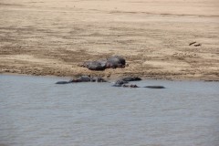 IMG_8268-Luangwa-River