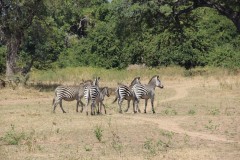 IMG_8269-South-Luangwa-NP