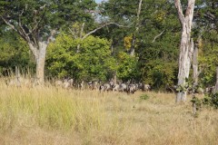 IMG_8294