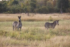 IMG_8310