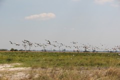 IMG_8333