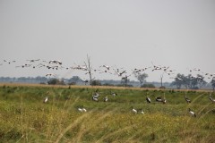 IMG_8336
