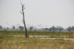 IMG_8337