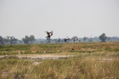 IMG_8338