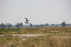 IMG_8339