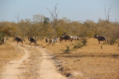 IMG_8364-North-Luangwa-NP