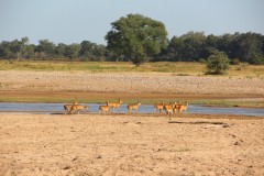 IMG_8368-North-Luangwa-NP-Mwaleshi-River