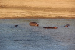 IMG_8380