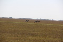 IMG_8859-Bangweulu-Wetlands-Chikuni-Shoebill-Island