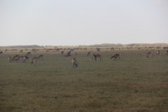IMG_8967