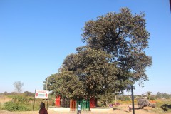 IMG_9012-Ndola-Slave-Tree