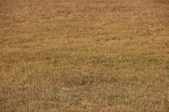 IMG_9321