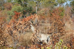 IMG_9413-Hwange-NP