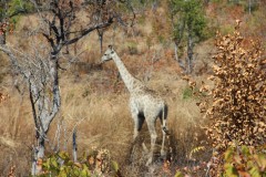 IMG_9414