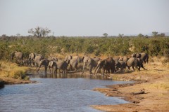 IMG_9426-Big-Toms-Hide
