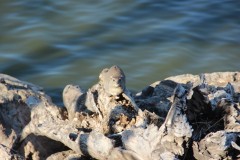 IMG_9490