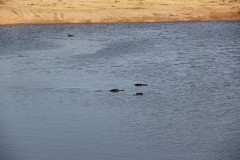 IMG_9495