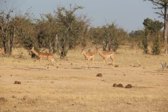 IMG_9501