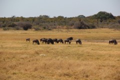 IMG_9551